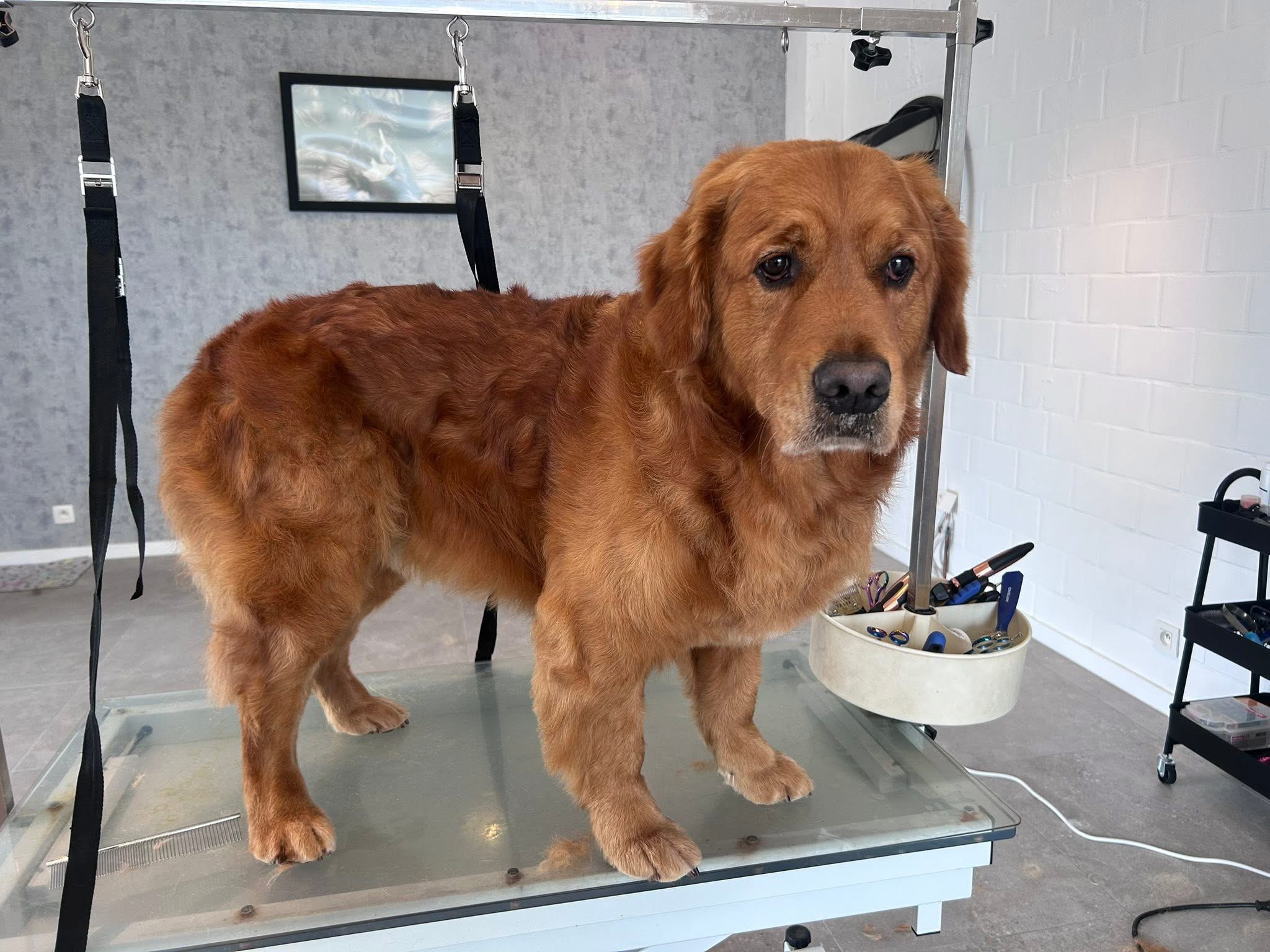 Golden retriever — na de verzorging