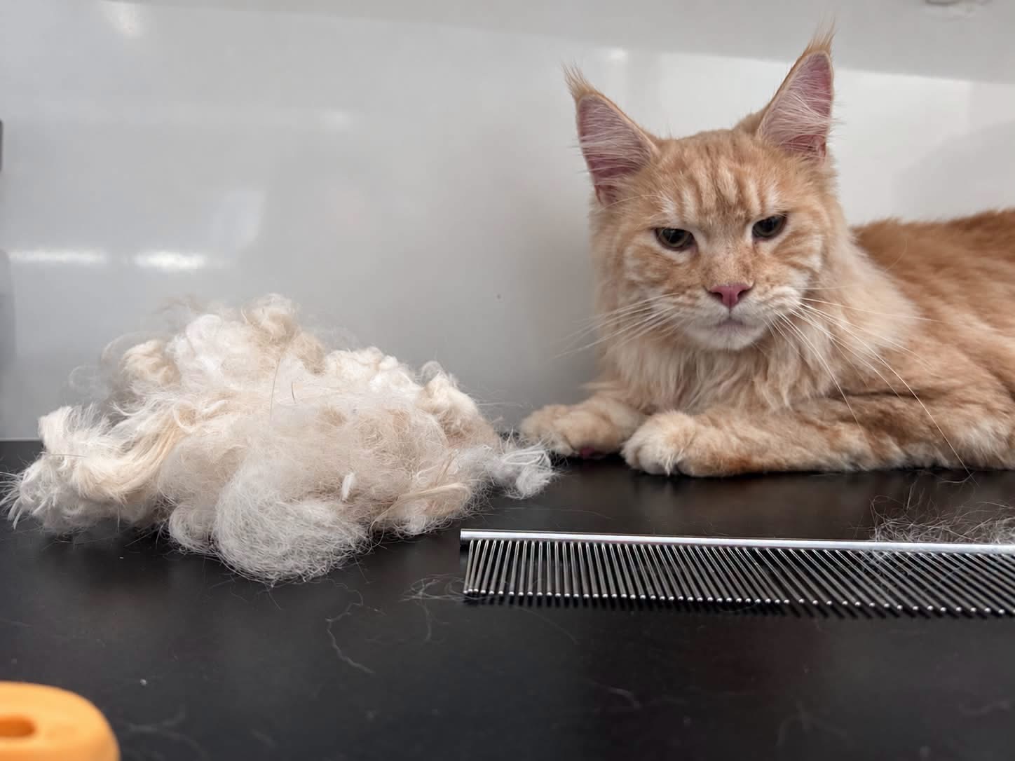 Kat bij Pawsh Puppy Spa