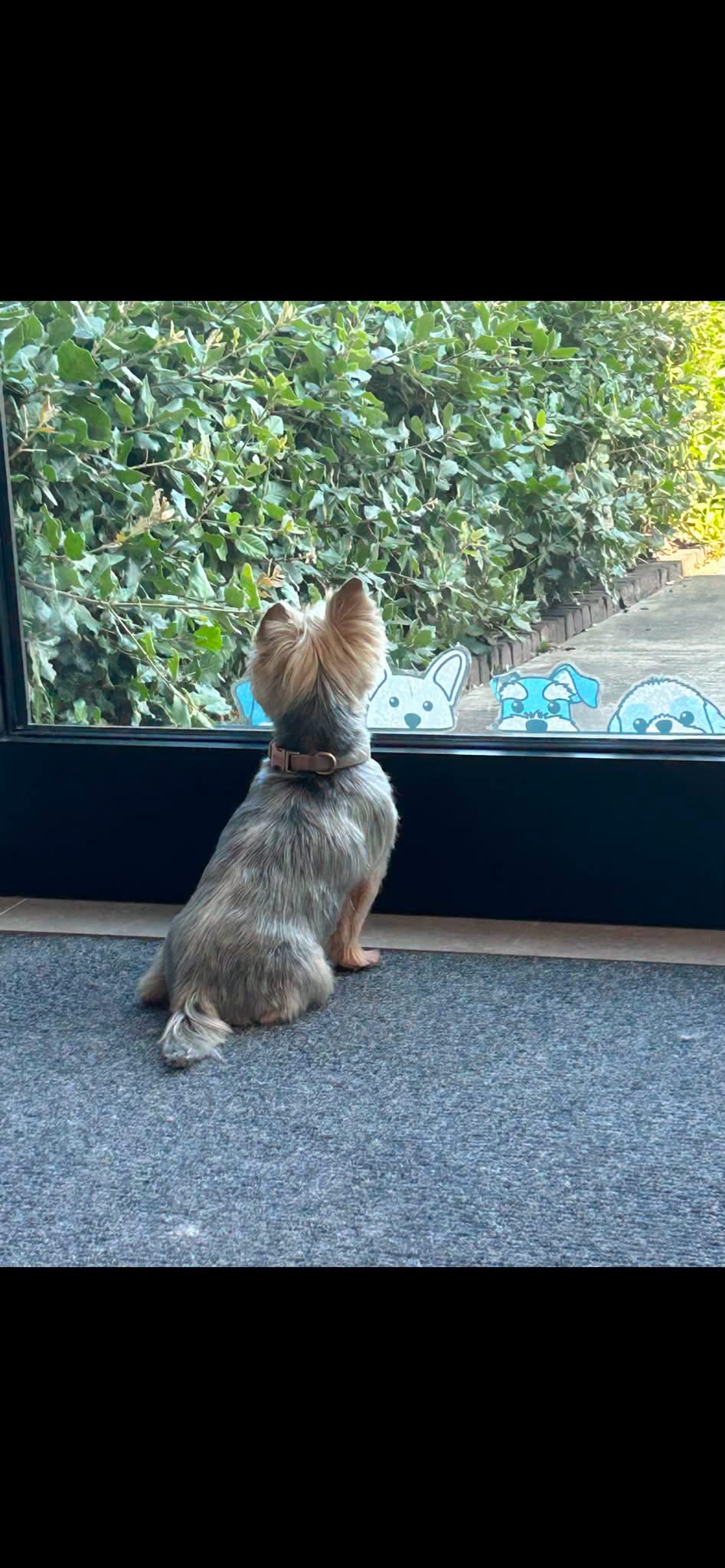 Hond bij Pawsh Puppy Spa