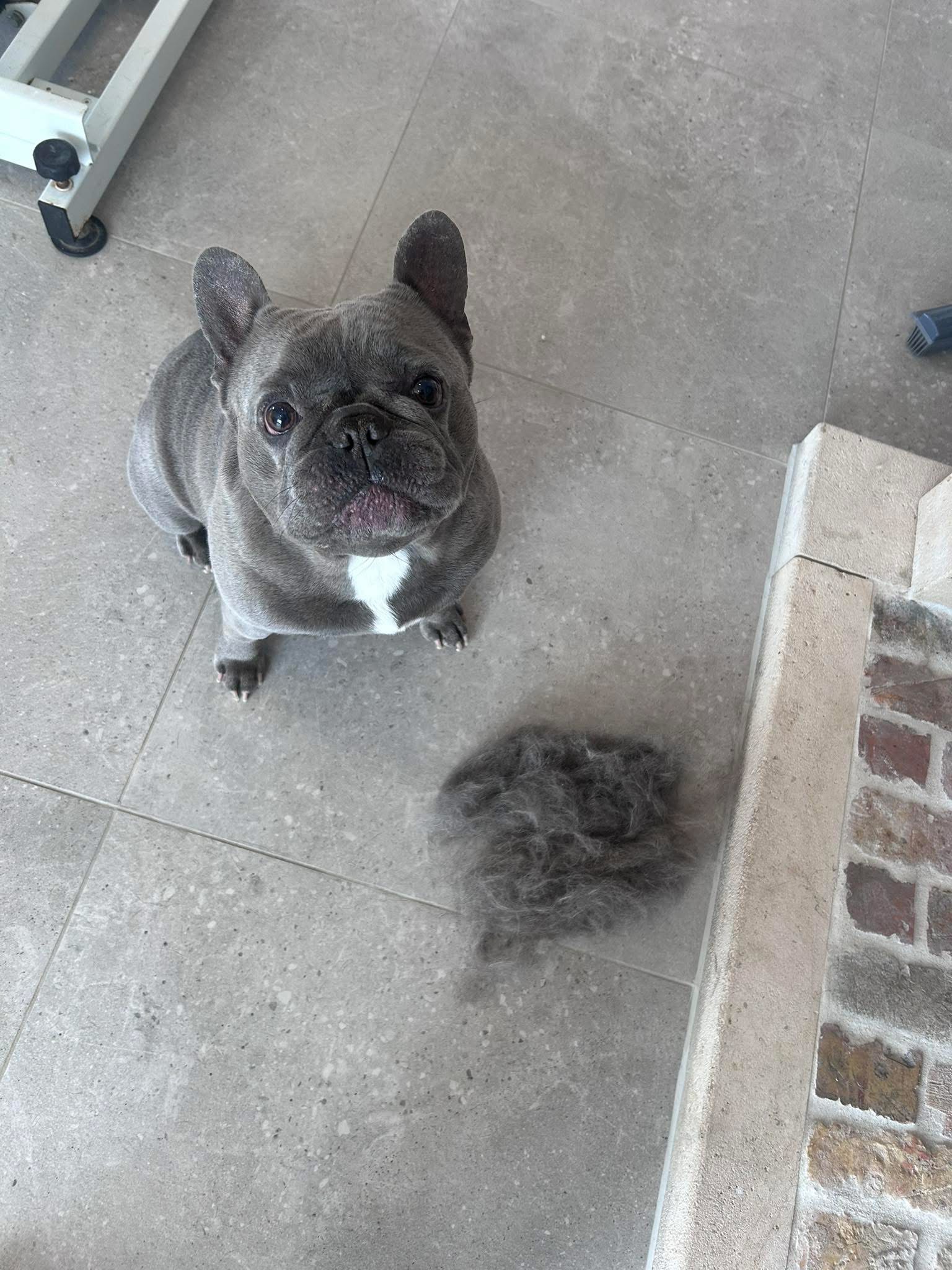 Franse bulldog bij Pawsh Puppy Spa