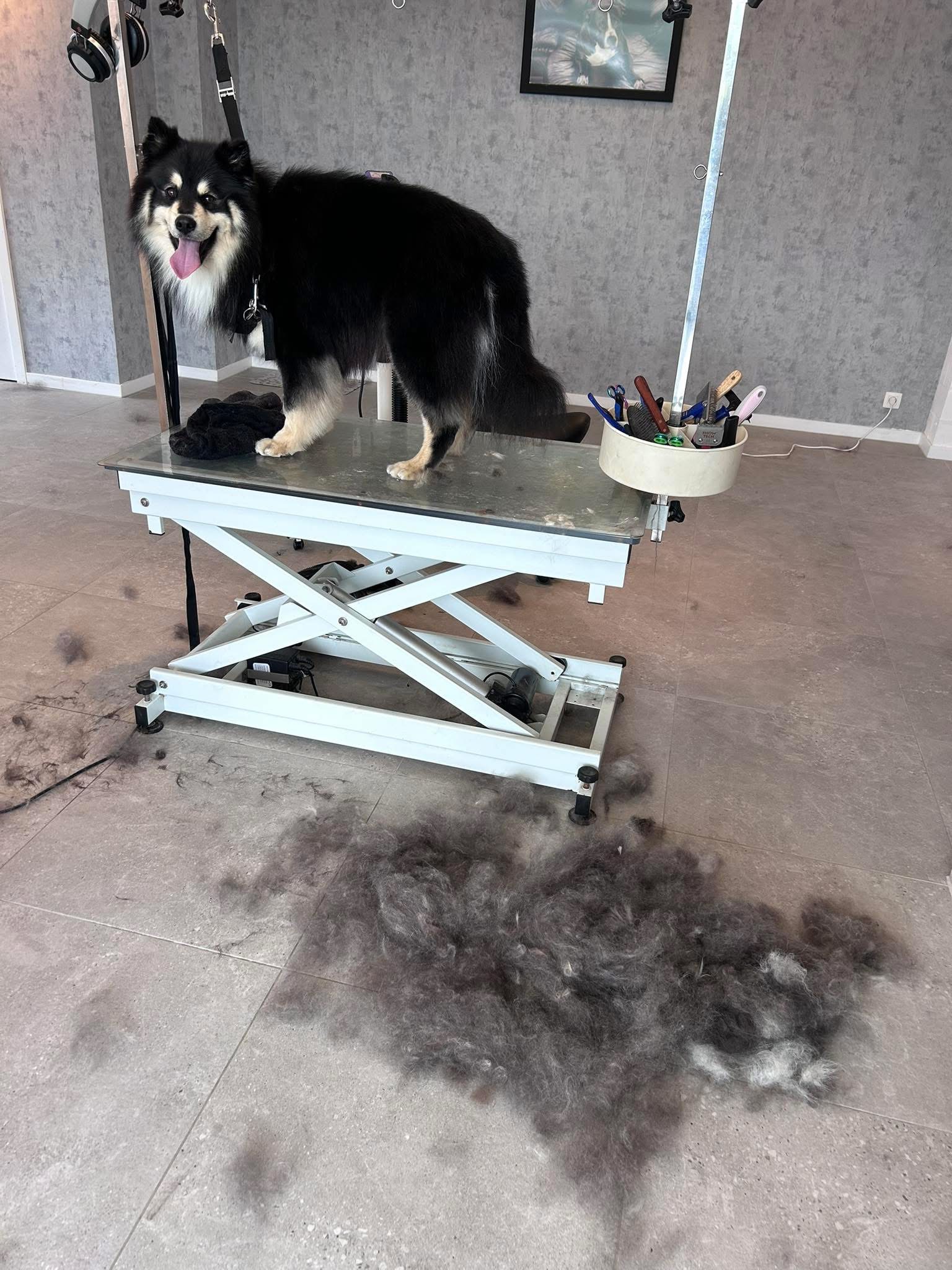 Hond bij Pawsh Puppy Spa