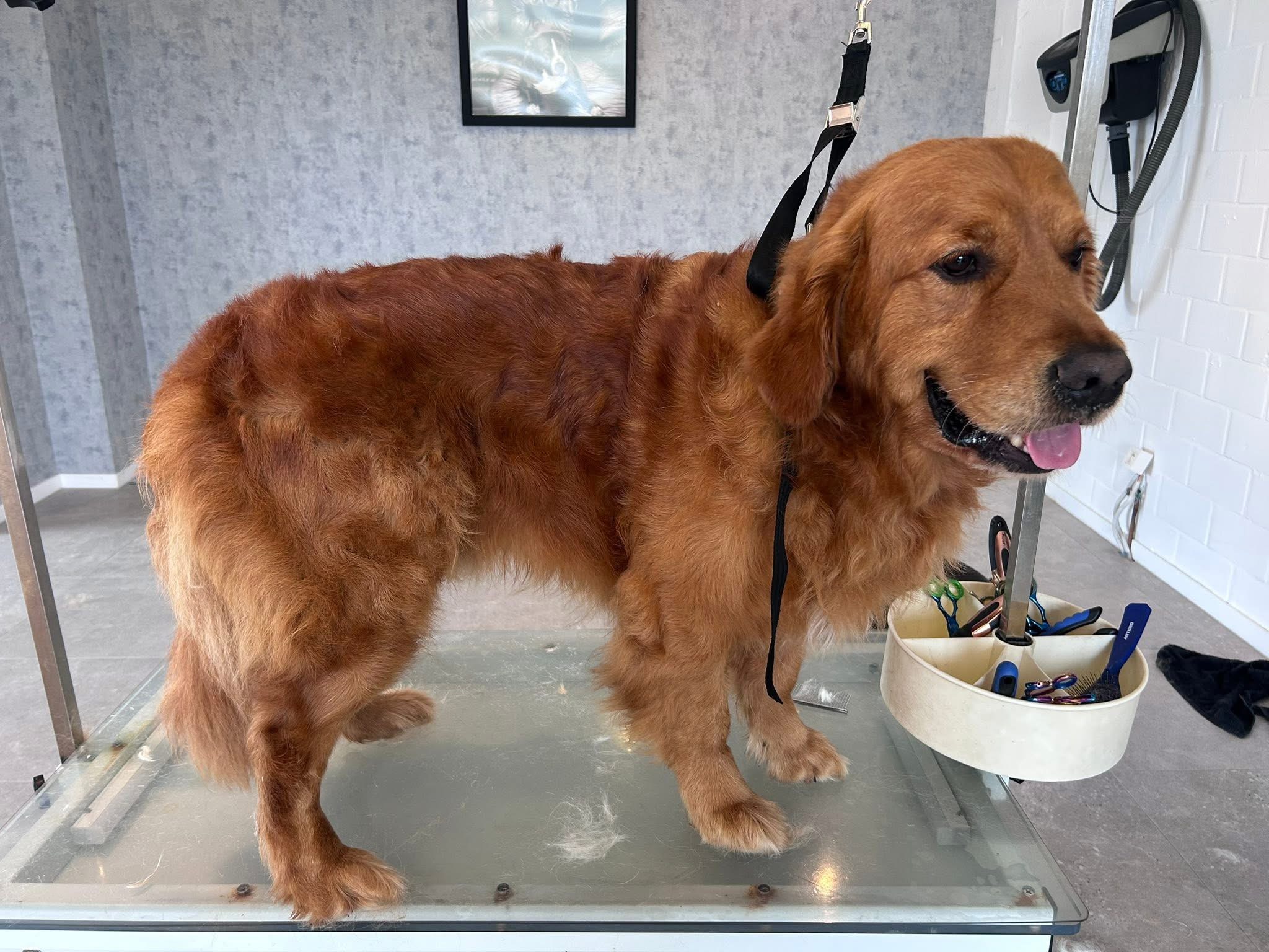 Golden retriever — voor de verzorging