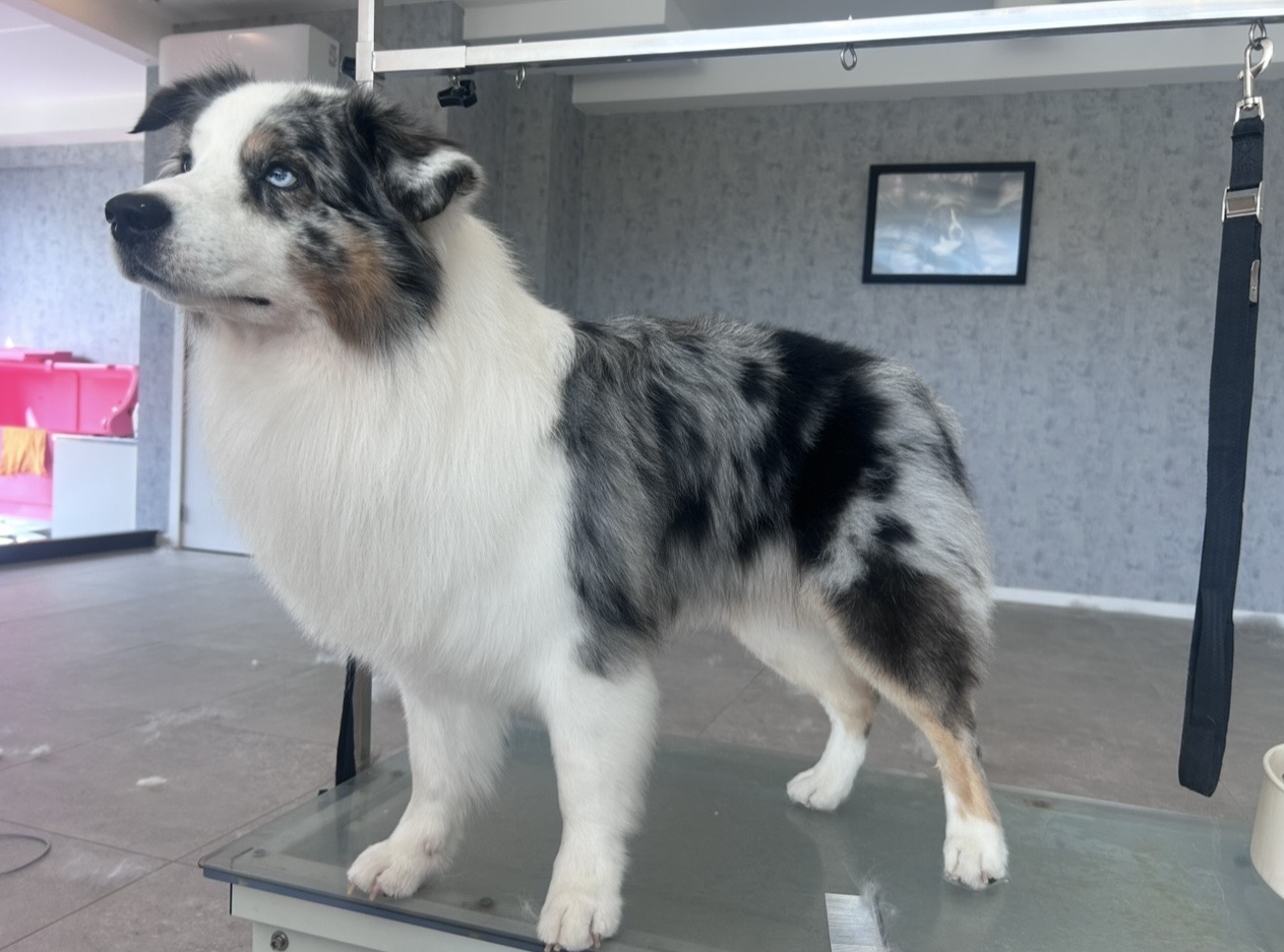 Hond bij Pawsh Puppy Spa