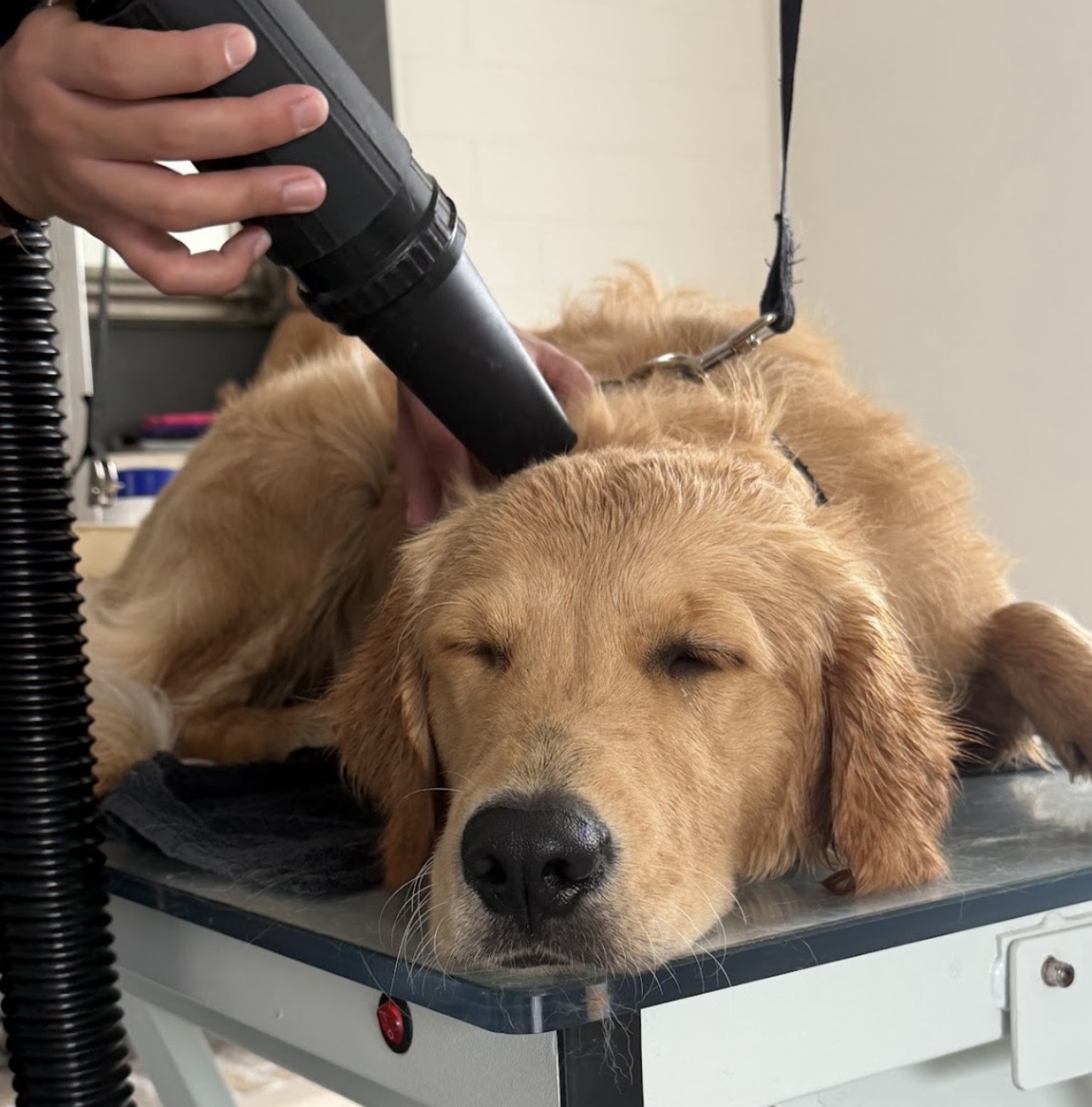 Hond bij Pawsh Puppy Spa